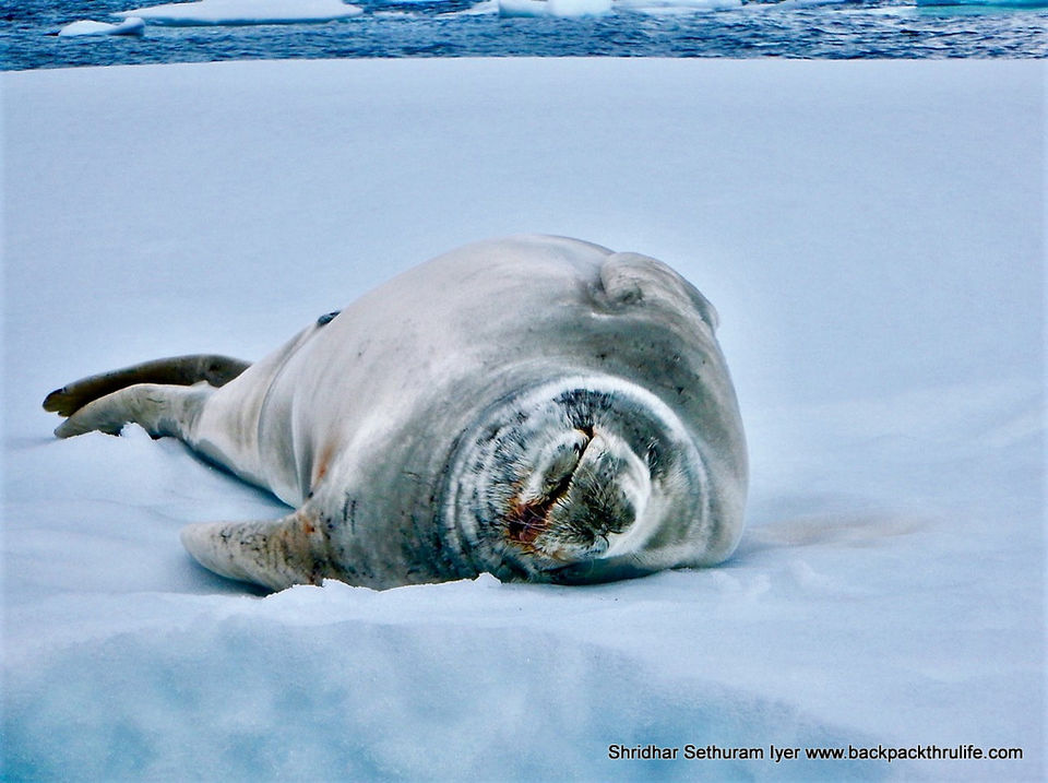 Photo of Antarctic Seal:Smelly Cuteness saved from extinction 17/182 by Shridhar Sethuram Iyer