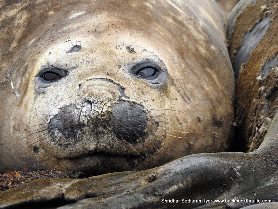 Photo of Antarctic Seal:Smelly Cuteness saved from extinction 7/182 by Shridhar Sethuram Iyer