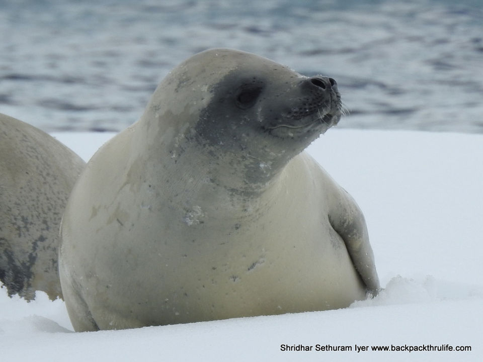 Photo of Antarctic Seal:Smelly Cuteness saved from extinction 19/182 by Shridhar Sethuram Iyer
