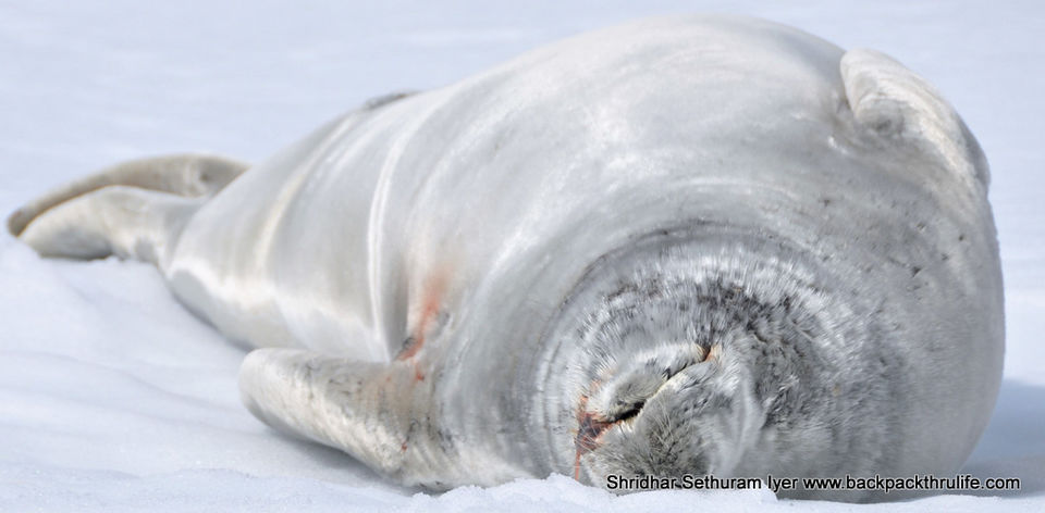 Photo of Antarctic Seal:Smelly Cuteness saved from extinction 21/182 by Shridhar Sethuram Iyer