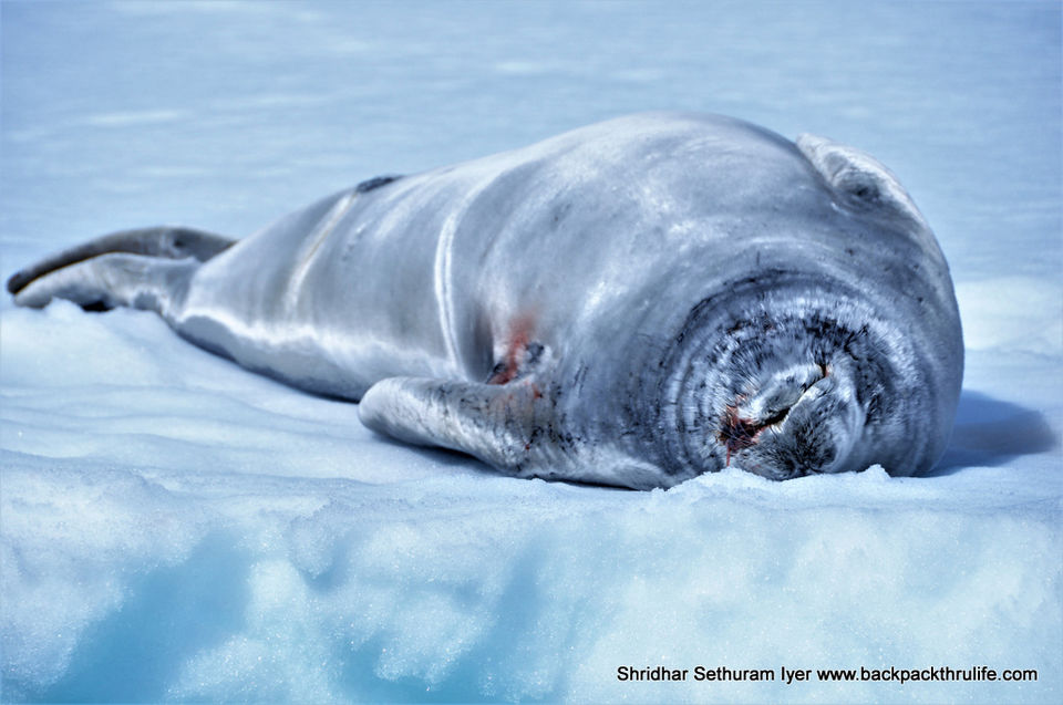 Photo of Antarctic Seal:Smelly Cuteness saved from extinction 22/182 by Shridhar Sethuram Iyer