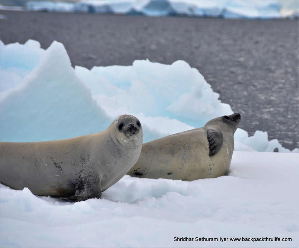 Photo of Antarctic Seal:Smelly Cuteness saved from extinction 20/182 by Shridhar Sethuram Iyer