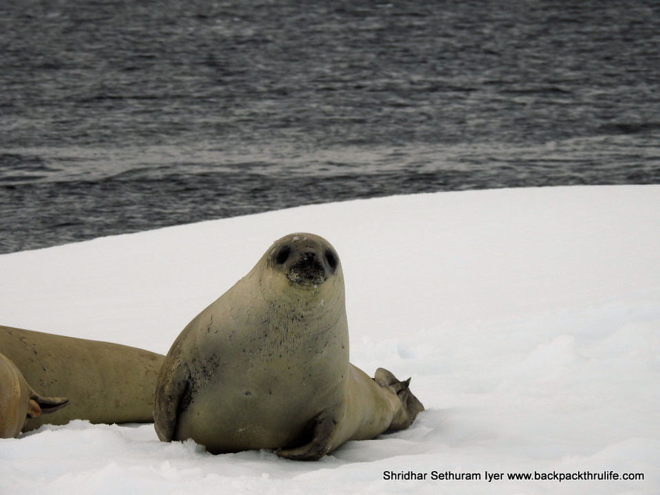 Photo of Antarctic Seal:Smelly Cuteness saved from extinction 18/182 by Shridhar Sethuram Iyer