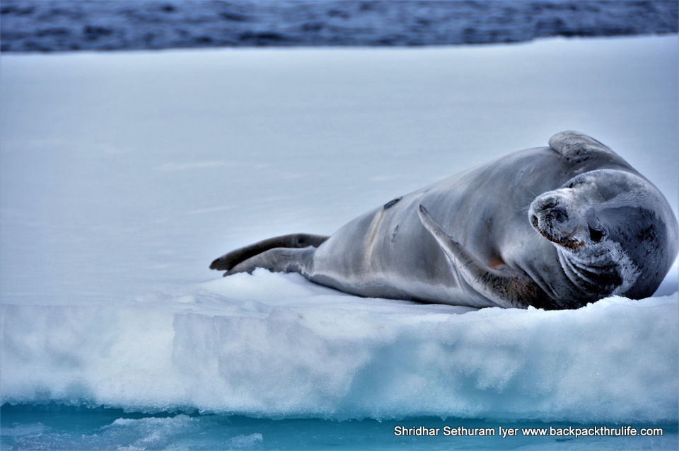 Photo of Antarctic Seal:Smelly Cuteness saved from extinction 23/182 by Shridhar Sethuram Iyer