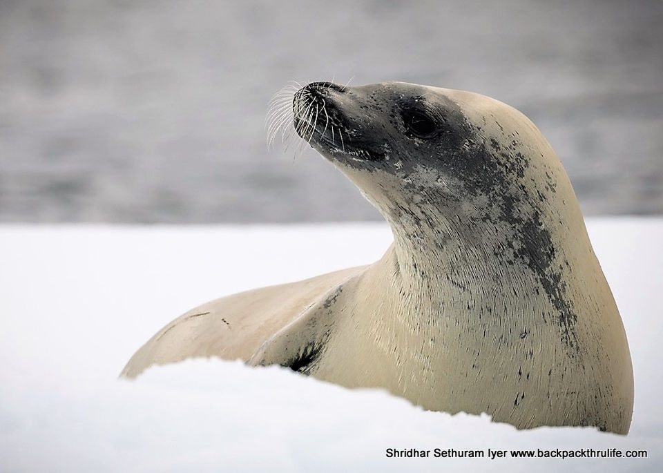 Photo of Antarctic Seal:Smelly Cuteness saved from extinction 24/182 by Shridhar Sethuram Iyer