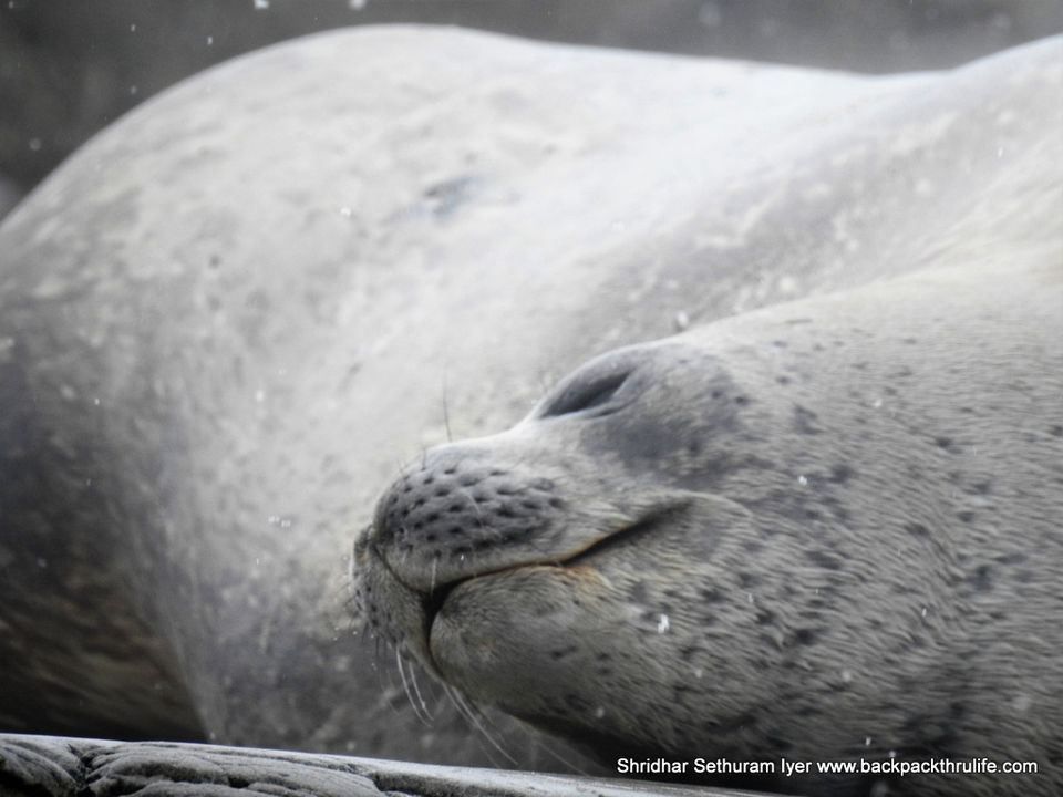 Photo of Antarctic Seal:Smelly Cuteness saved from extinction 26/182 by Shridhar Sethuram Iyer