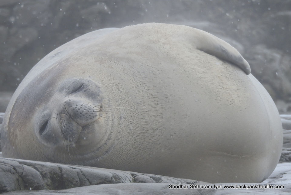 Photo of Antarctic Seal:Smelly Cuteness saved from extinction 27/182 by Shridhar Sethuram Iyer