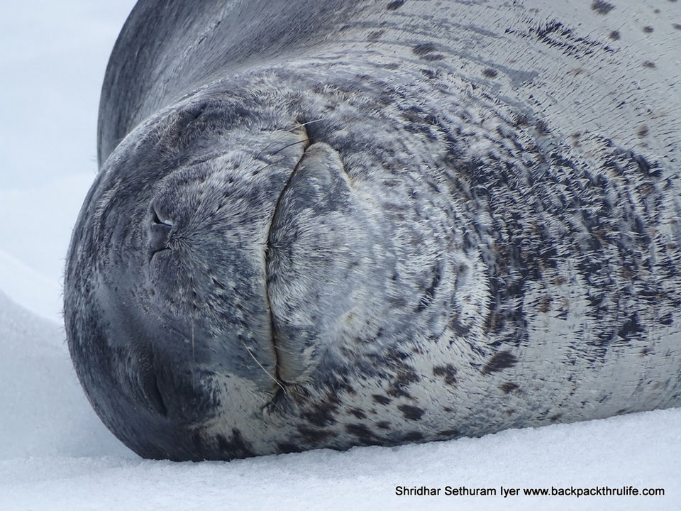Photo of Antarctic Seal:Smelly Cuteness saved from extinction 28/182 by Shridhar Sethuram Iyer