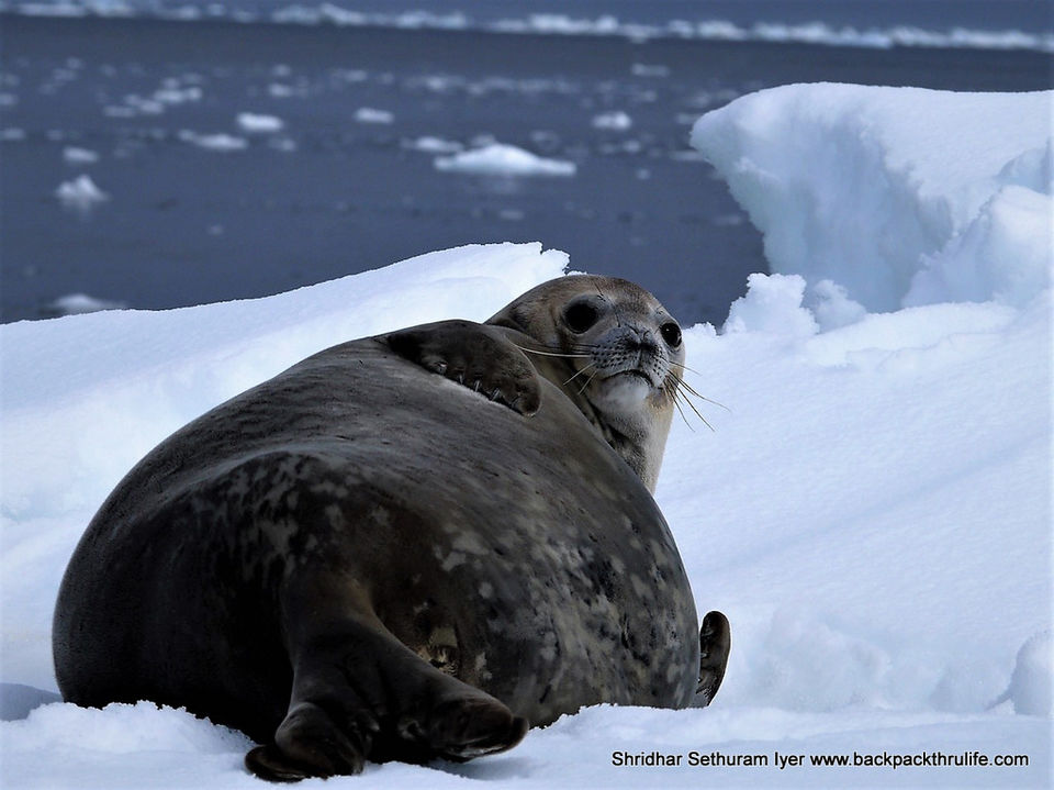 Photo of Antarctic Seal:Smelly Cuteness saved from extinction 29/182 by Shridhar Sethuram Iyer