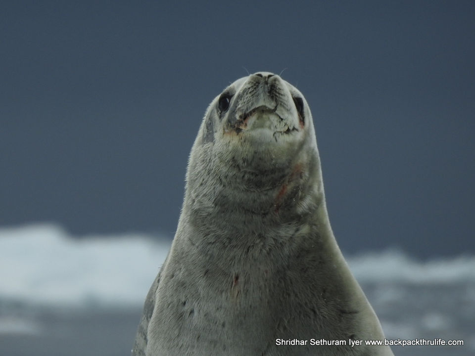Photo of Antarctic Seal:Smelly Cuteness saved from extinction 31/182 by Shridhar Sethuram Iyer