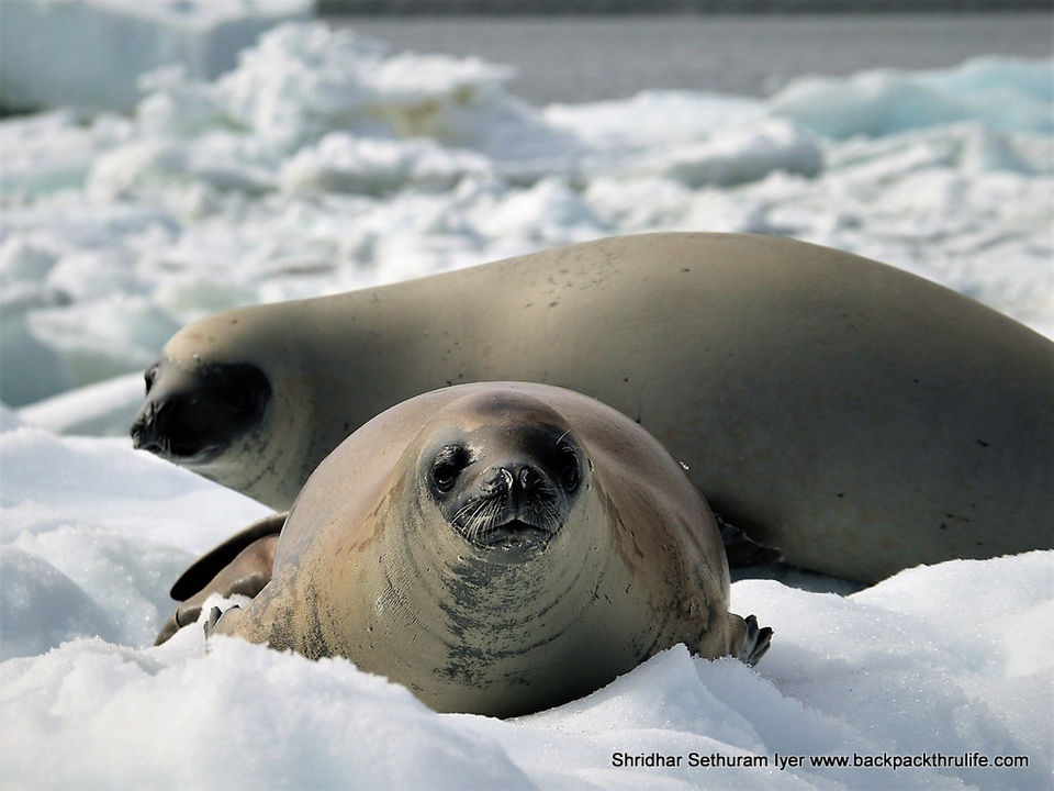 Photo of Antarctic Seal:Smelly Cuteness saved from extinction 30/182 by Shridhar Sethuram Iyer