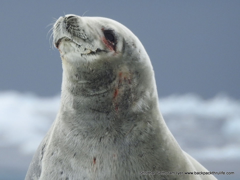 Photo of Antarctic Seal:Smelly Cuteness saved from extinction 33/182 by Shridhar Sethuram Iyer