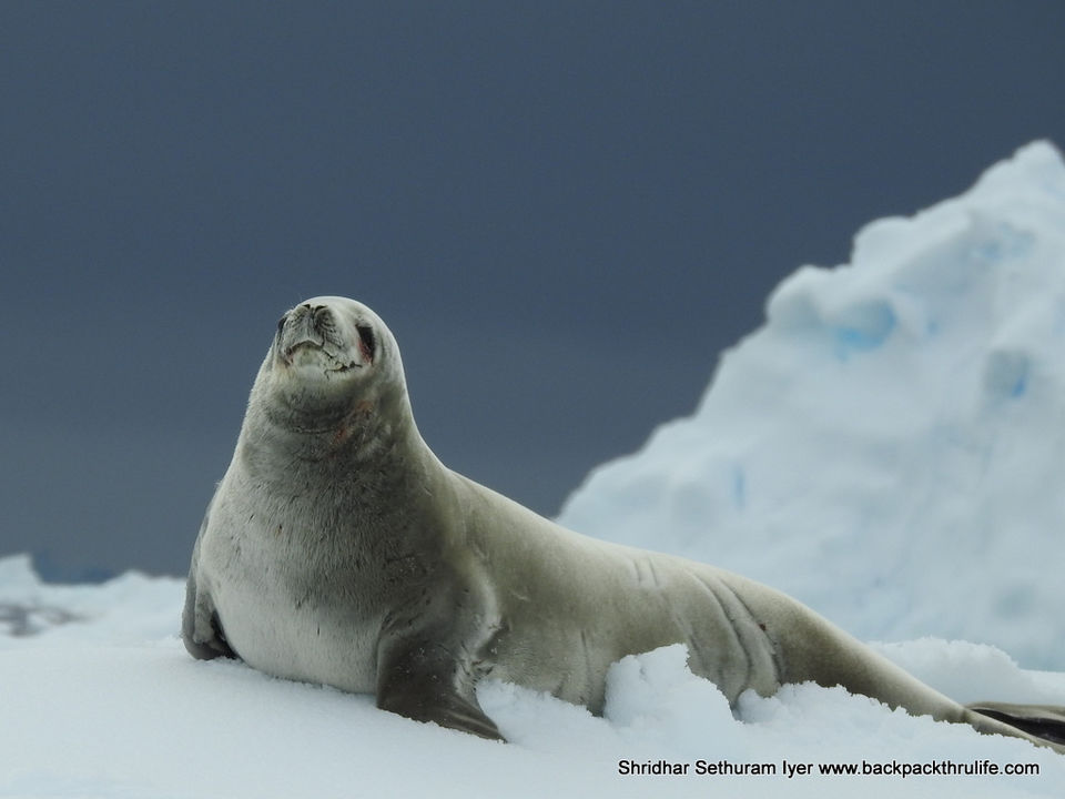 Photo of Antarctic Seal:Smelly Cuteness saved from extinction 34/182 by Shridhar Sethuram Iyer