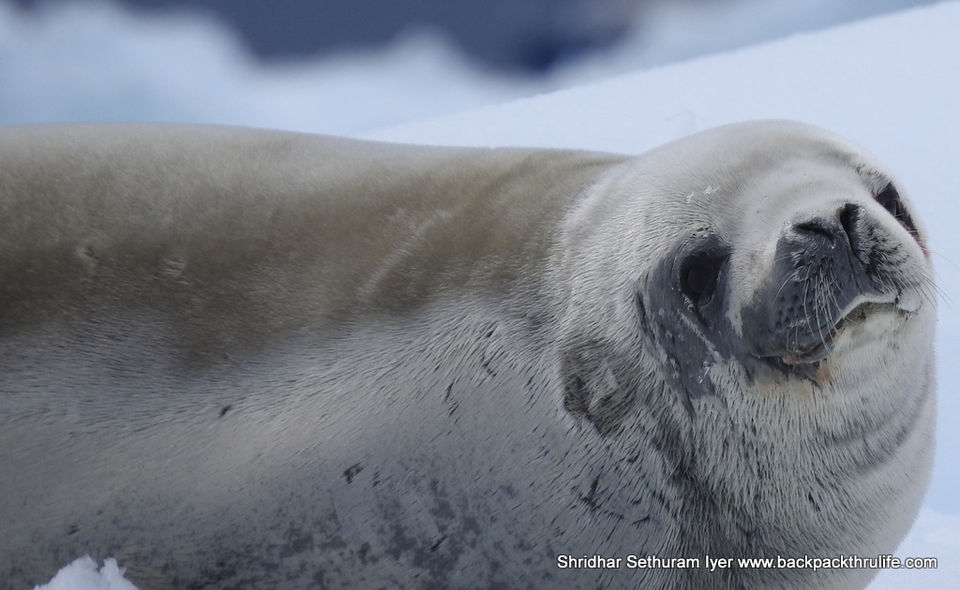 Photo of Antarctic Seal:Smelly Cuteness saved from extinction 35/182 by Shridhar Sethuram Iyer