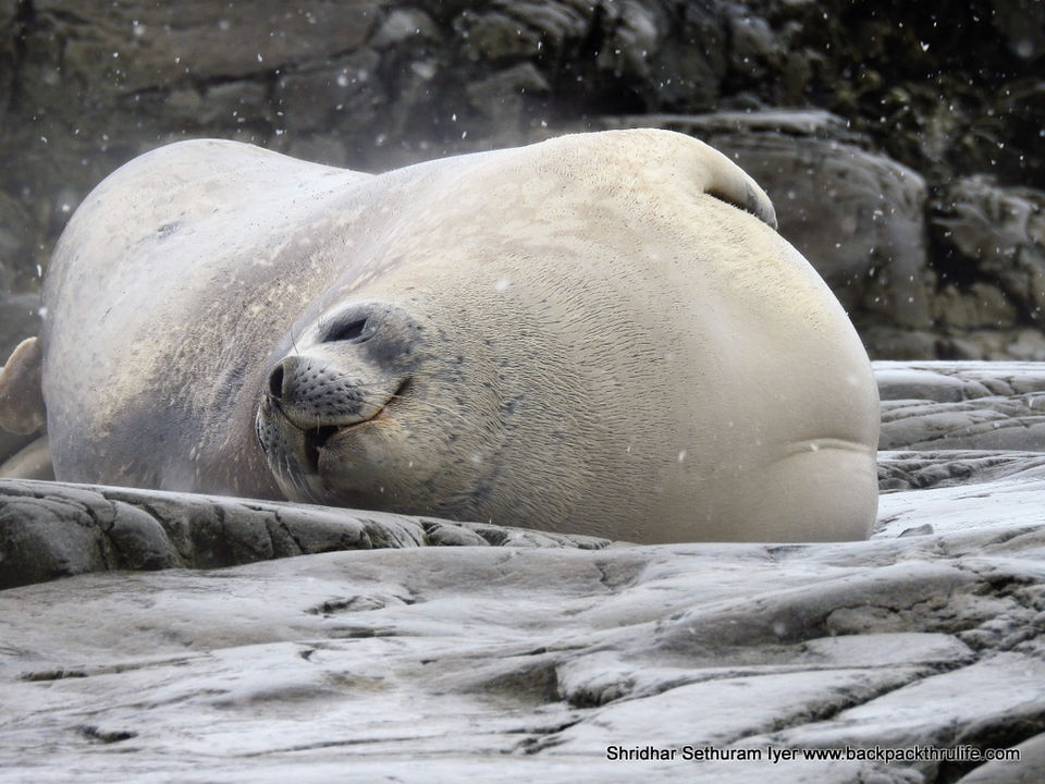 Photo of Antarctic Seal:Smelly Cuteness saved from extinction 32/182 by Shridhar Sethuram Iyer