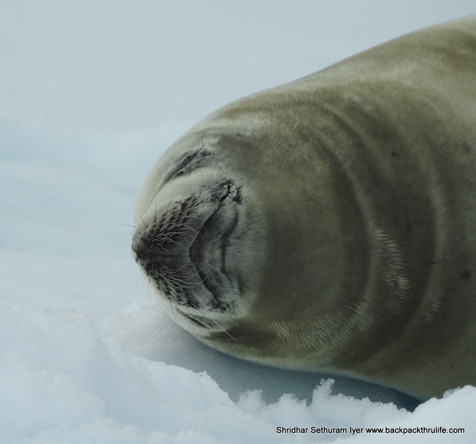 Photo of Antarctic Seal:Smelly Cuteness saved from extinction 36/182 by Shridhar Sethuram Iyer