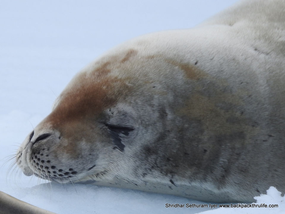 Photo of Antarctic Seal:Smelly Cuteness saved from extinction 37/182 by Shridhar Sethuram Iyer