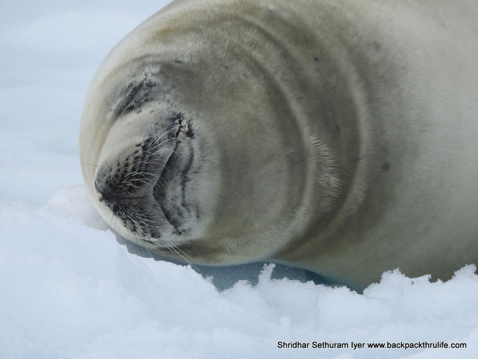 Photo of Antarctic Seal:Smelly Cuteness saved from extinction 38/182 by Shridhar Sethuram Iyer