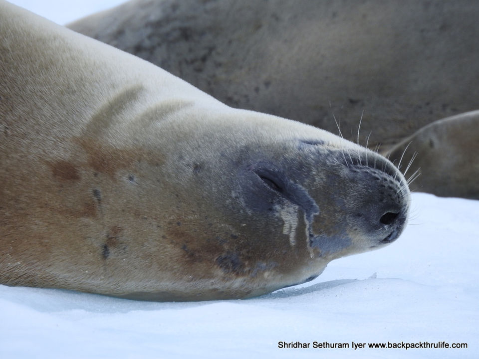 Photo of Antarctic Seal:Smelly Cuteness saved from extinction 39/182 by Shridhar Sethuram Iyer