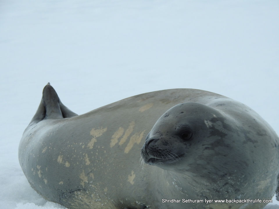 Photo of Antarctic Seal:Smelly Cuteness saved from extinction 40/182 by Shridhar Sethuram Iyer