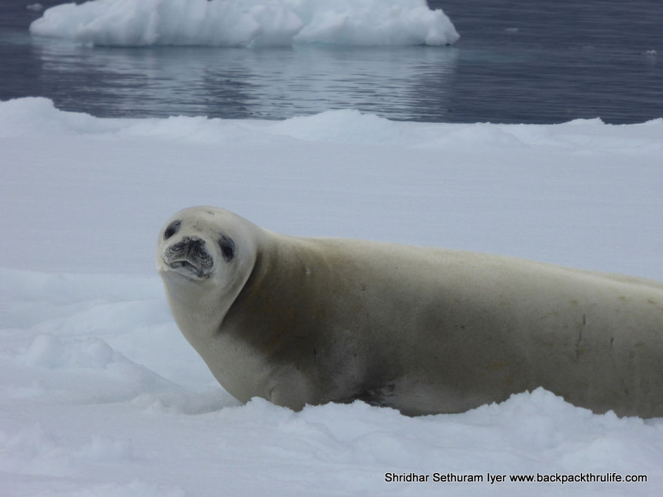 Photo of Antarctic Seal:Smelly Cuteness saved from extinction 43/182 by Shridhar Sethuram Iyer