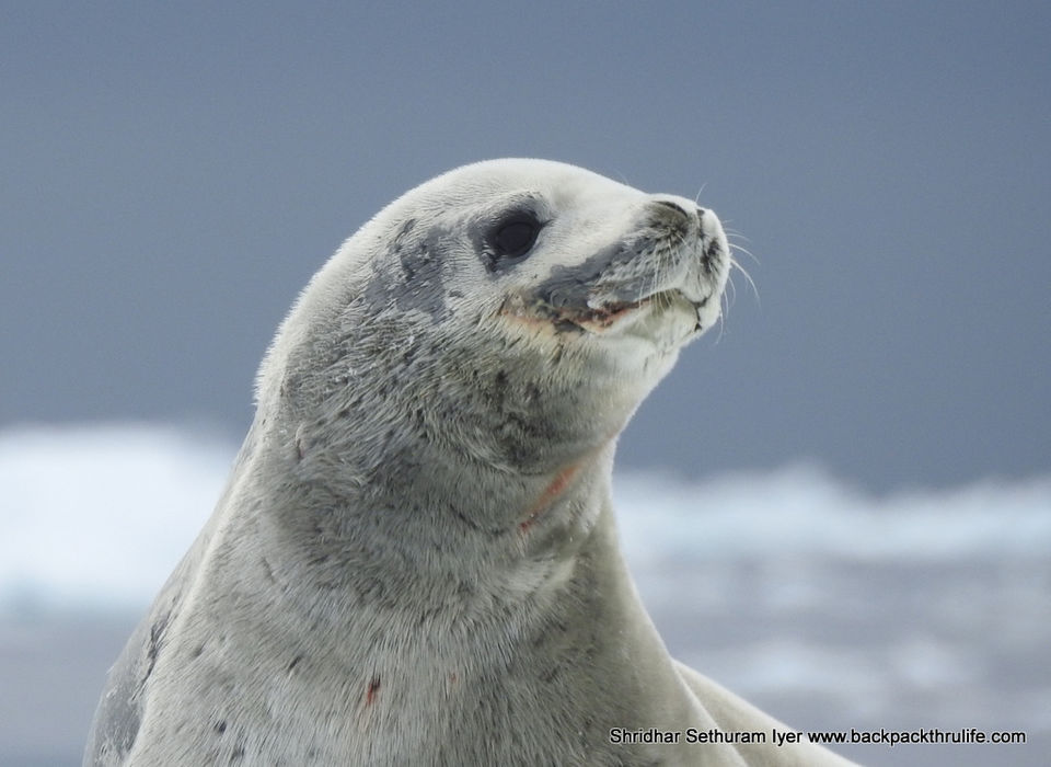 Photo of Antarctic Seal:Smelly Cuteness saved from extinction 41/182 by Shridhar Sethuram Iyer