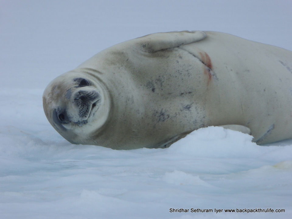 Photo of Antarctic Seal:Smelly Cuteness saved from extinction 44/182 by Shridhar Sethuram Iyer