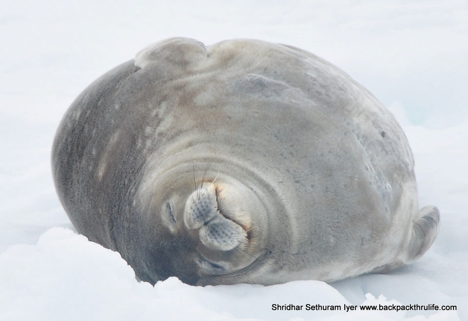 Photo of Antarctic Seal:Smelly Cuteness saved from extinction 45/182 by Shridhar Sethuram Iyer