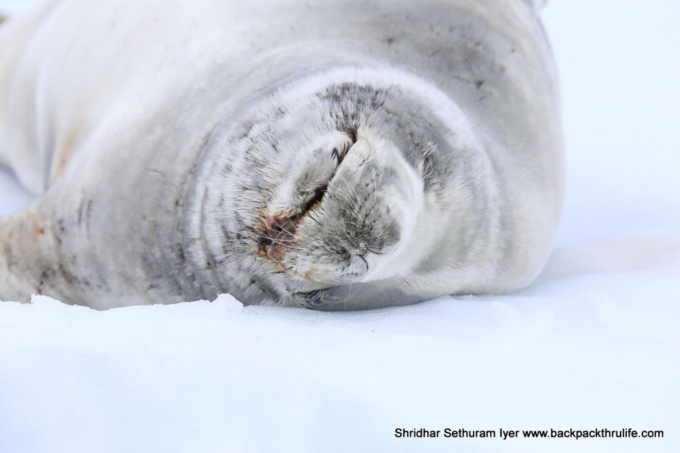 Photo of Antarctic Seal:Smelly Cuteness saved from extinction 46/182 by Shridhar Sethuram Iyer