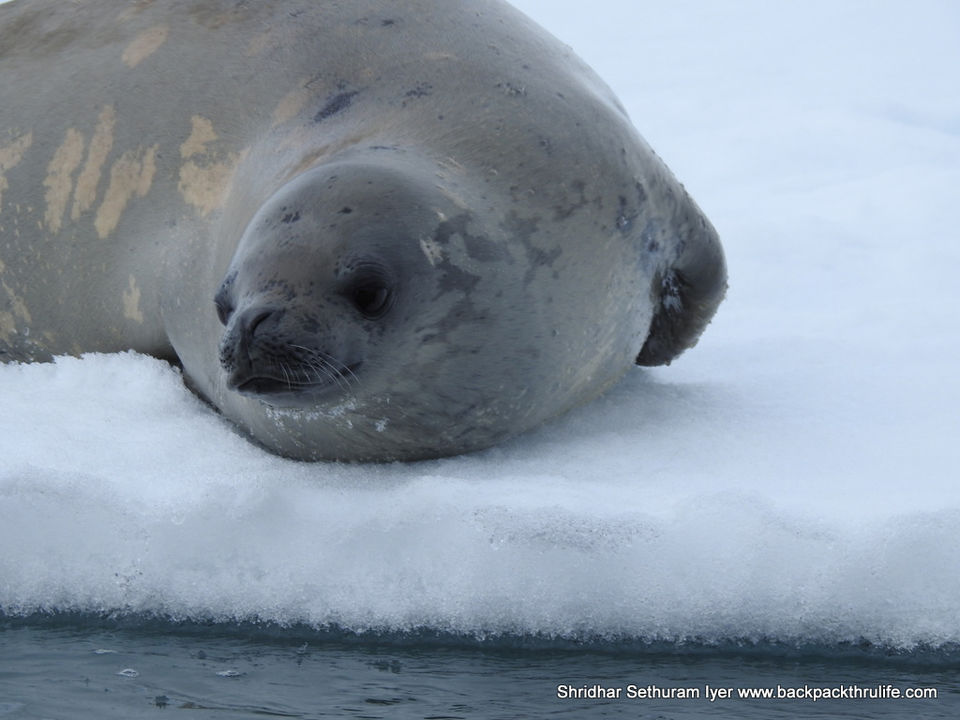 Photo of Antarctic Seal:Smelly Cuteness saved from extinction 47/182 by Shridhar Sethuram Iyer