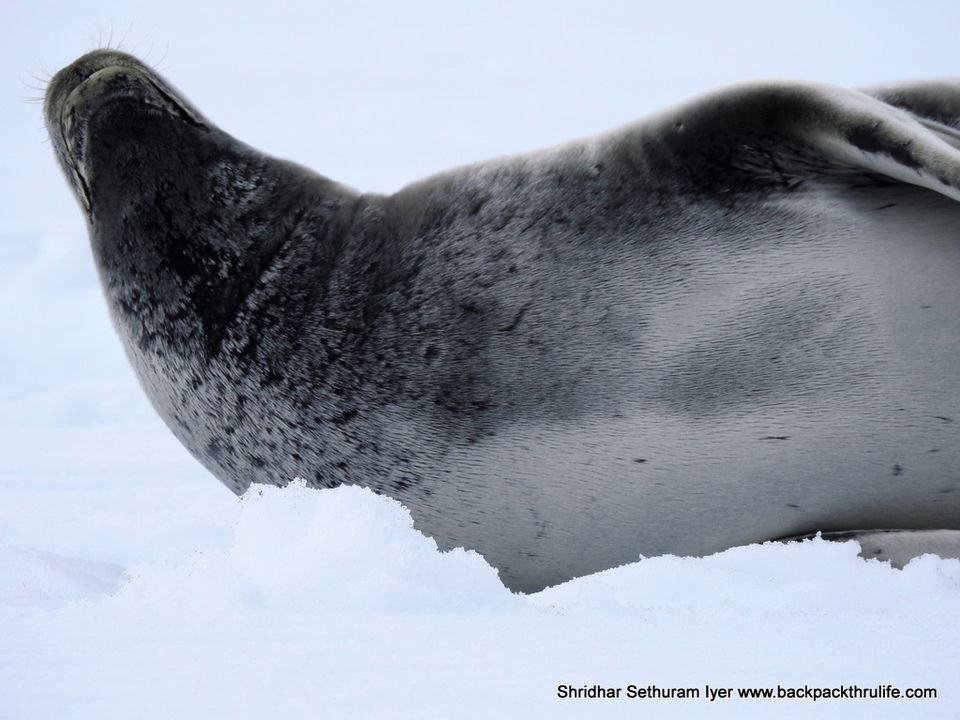 Photo of Antarctic Seal:Smelly Cuteness saved from extinction 48/182 by Shridhar Sethuram Iyer