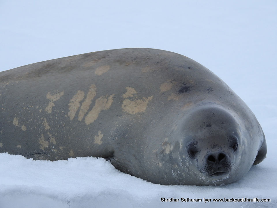 Photo of Antarctic Seal:Smelly Cuteness saved from extinction 42/182 by Shridhar Sethuram Iyer