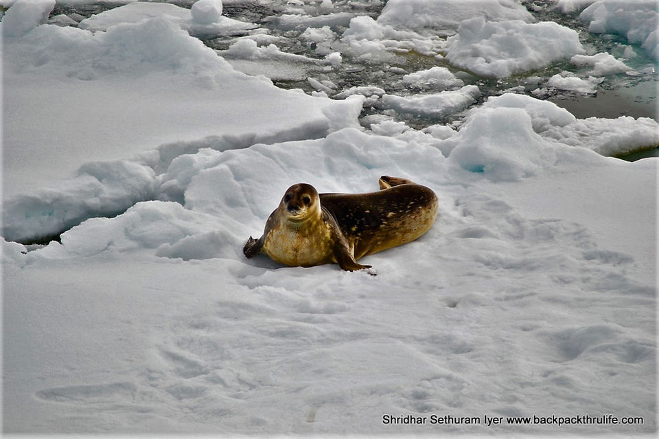 Photo of Antarctic Seal:Smelly Cuteness saved from extinction 49/182 by Shridhar Sethuram Iyer