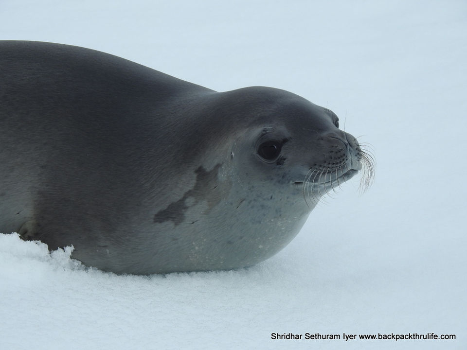 Photo of Antarctic Seal:Smelly Cuteness saved from extinction 50/182 by Shridhar Sethuram Iyer
