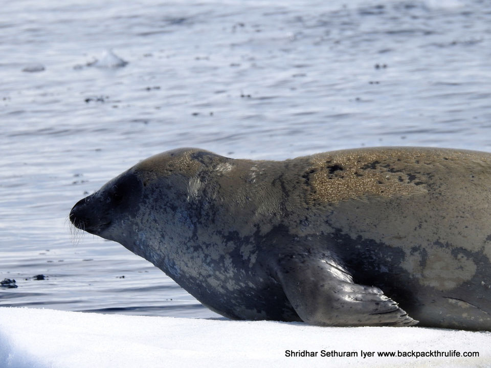 Photo of Antarctic Seal:Smelly Cuteness saved from extinction 52/182 by Shridhar Sethuram Iyer