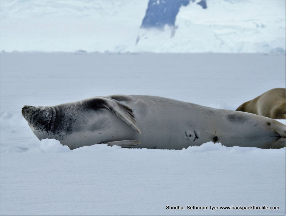Photo of Antarctic Seal:Smelly Cuteness saved from extinction 56/182 by Shridhar Sethuram Iyer