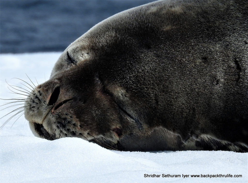 Photo of Antarctic Seal:Smelly Cuteness saved from extinction 51/182 by Shridhar Sethuram Iyer