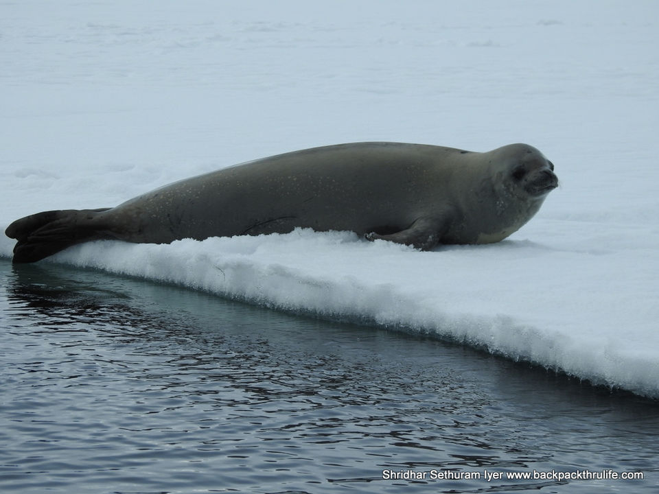 Photo of Antarctic Seal:Smelly Cuteness saved from extinction 55/182 by Shridhar Sethuram Iyer