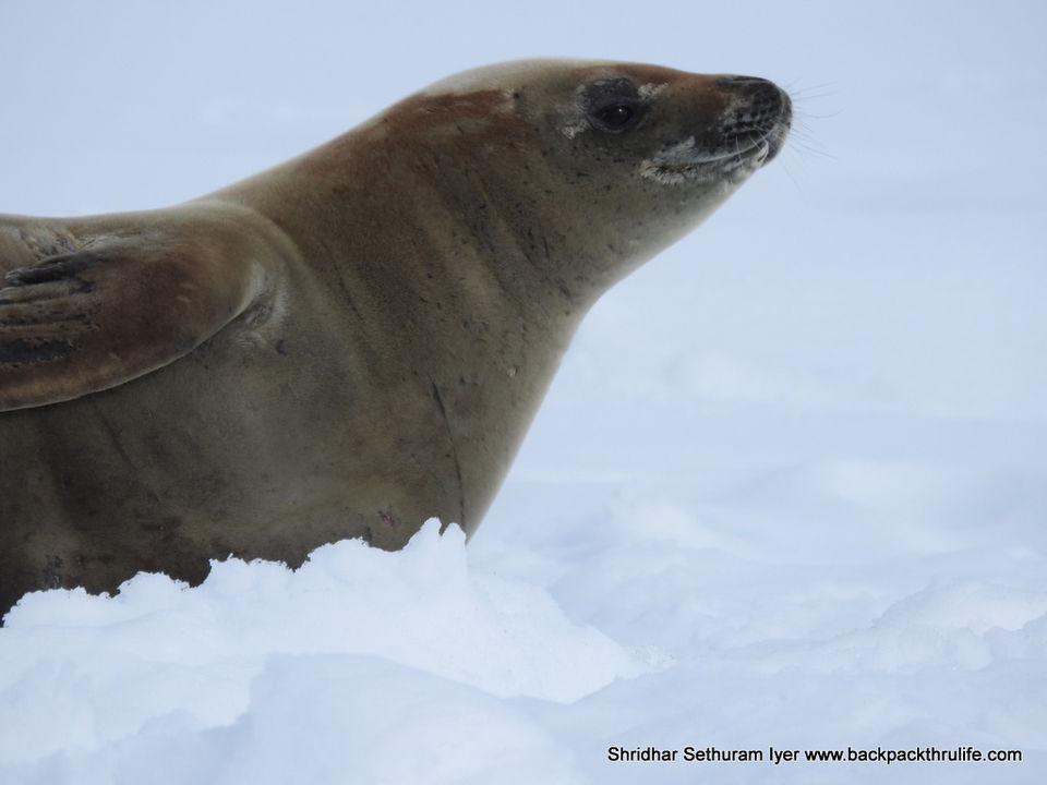 Photo of Antarctic Seal:Smelly Cuteness saved from extinction 57/182 by Shridhar Sethuram Iyer