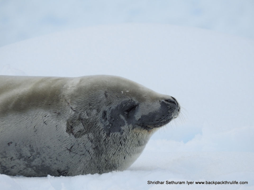 Photo of Antarctic Seal:Smelly Cuteness saved from extinction 54/182 by Shridhar Sethuram Iyer