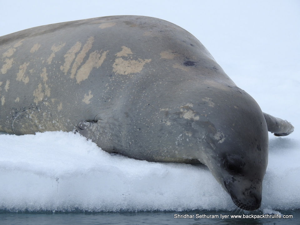 Photo of Antarctic Seal:Smelly Cuteness saved from extinction 58/182 by Shridhar Sethuram Iyer