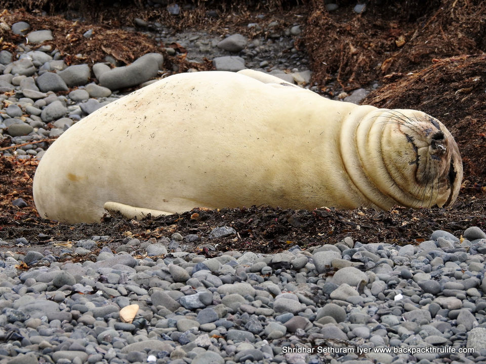 Photo of Antarctic Seal:Smelly Cuteness saved from extinction 53/182 by Shridhar Sethuram Iyer