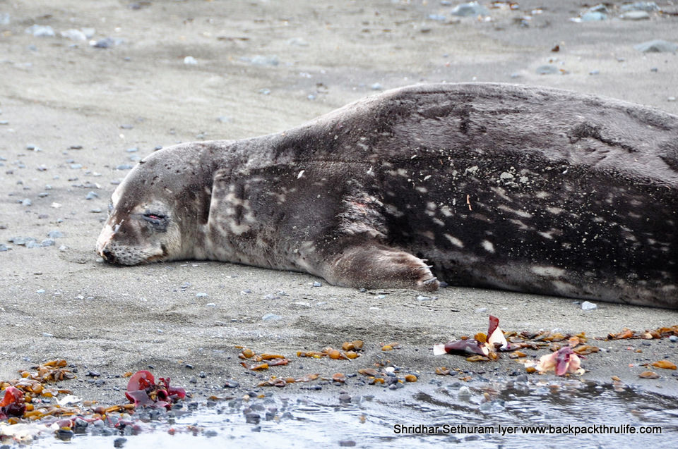 Photo of Antarctic Seal:Smelly Cuteness saved from extinction 61/182 by Shridhar Sethuram Iyer