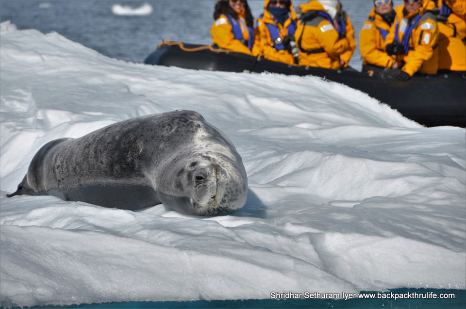 Photo of Antarctic Seal:Smelly Cuteness saved from extinction 59/182 by Shridhar Sethuram Iyer