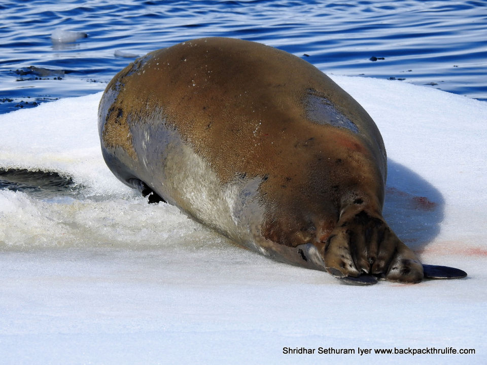 Photo of Antarctic Seal:Smelly Cuteness saved from extinction 60/182 by Shridhar Sethuram Iyer