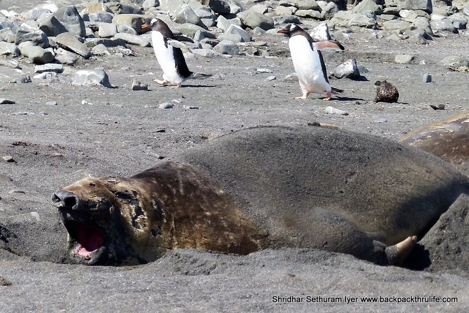 Photo of Antarctic Seal:Smelly Cuteness saved from extinction 63/182 by Shridhar Sethuram Iyer