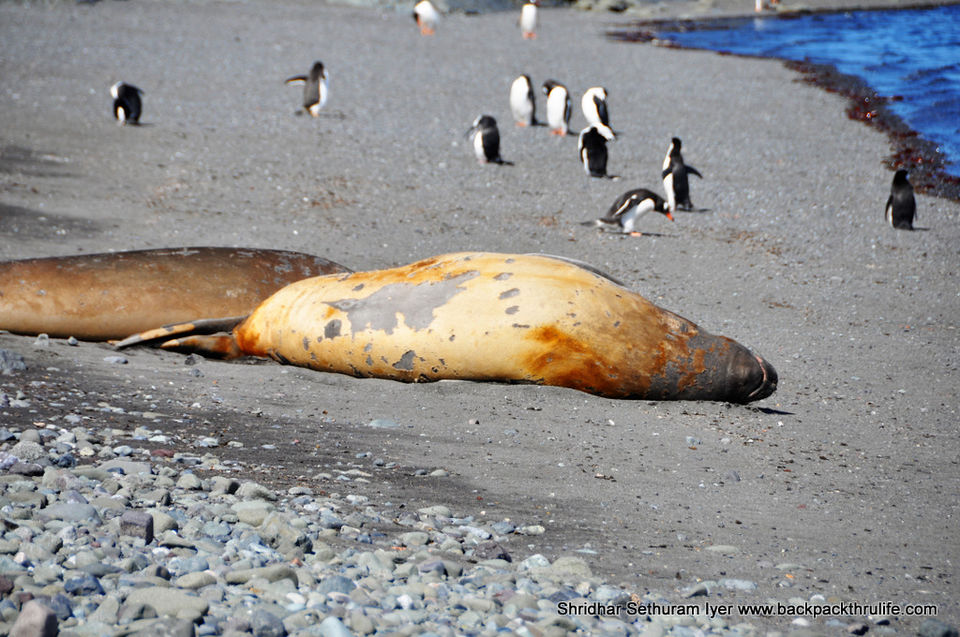 Photo of Antarctic Seal:Smelly Cuteness saved from extinction 62/182 by Shridhar Sethuram Iyer