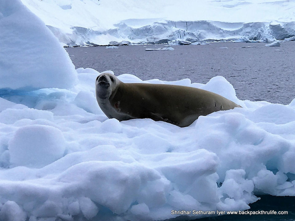Photo of Antarctic Seal:Smelly Cuteness saved from extinction 66/182 by Shridhar Sethuram Iyer