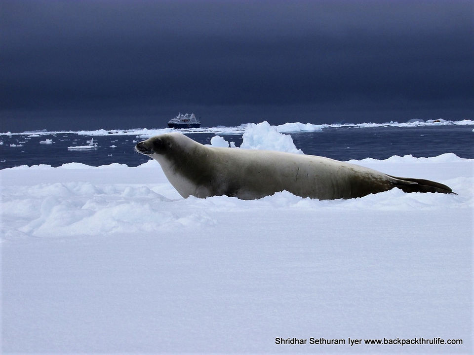 Photo of Antarctic Seal:Smelly Cuteness saved from extinction 68/182 by Shridhar Sethuram Iyer