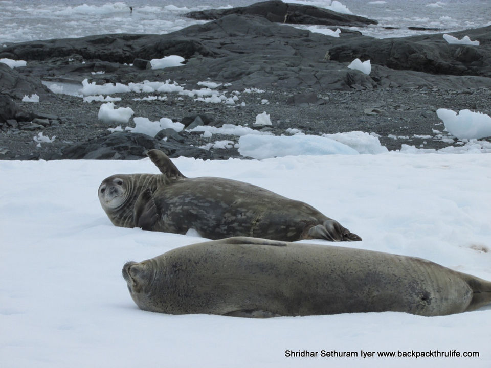 Photo of Antarctic Seal:Smelly Cuteness saved from extinction 69/182 by Shridhar Sethuram Iyer